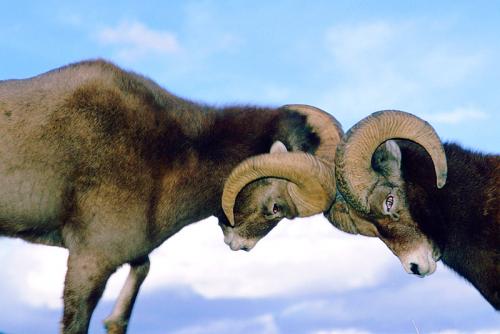 besproigr taktika spor