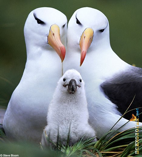 pravila scaslivih semej